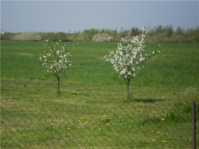 višnja